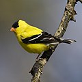 Iowa State Bird