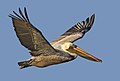 Louisiana State Bird