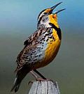 Oregon State Bird